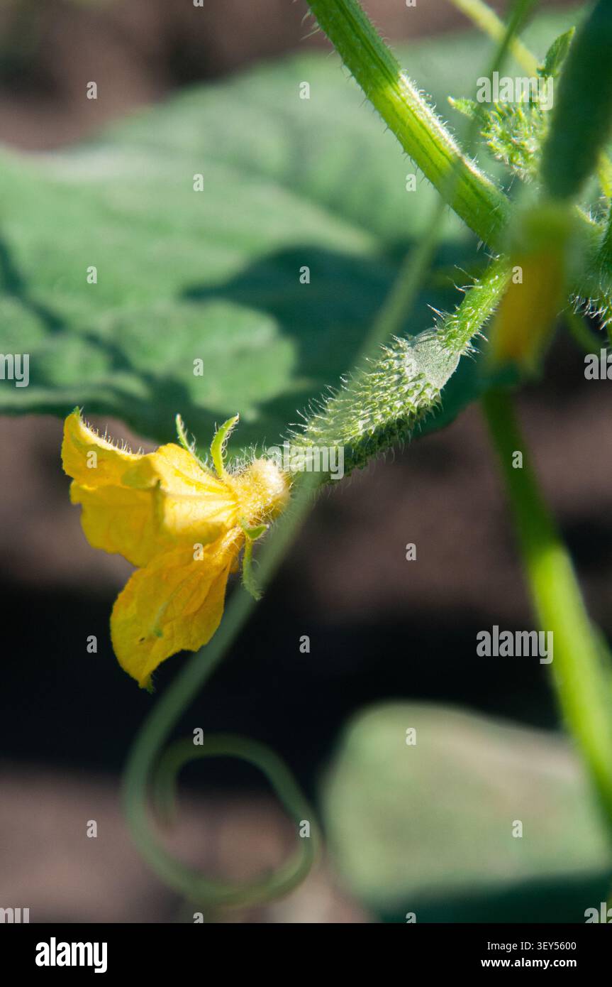 Un macro primo piano di un minuscolo cetriolo dalla pelle sfocata e di una fioritura gialla brillante su una vite verde. La pianta cresce in un giardino. Foto Stock