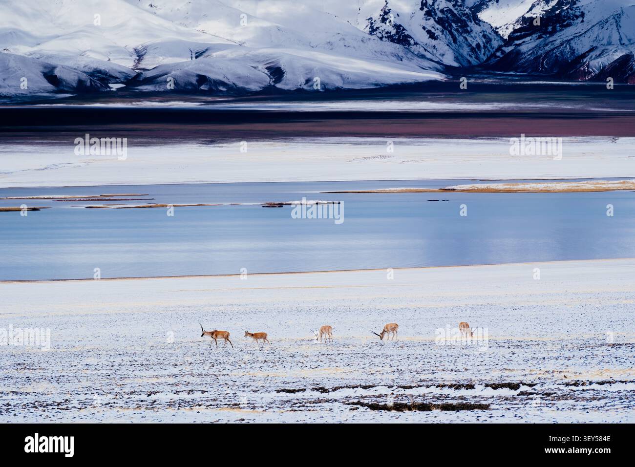 Le antilopi tibetane vagano per i vasti paesaggi di laghi e montagne ad Ali, in Tibet. Foto Stock