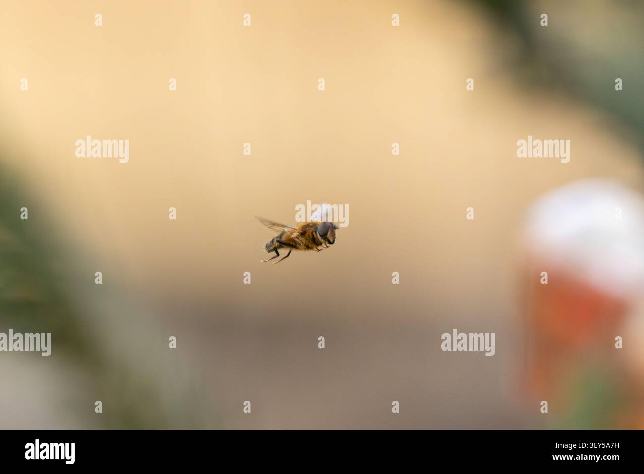 Droni affusolato che volteggia in un giardino in una giornata di primavera. Inghilterra. Regno Unito. Foto Stock