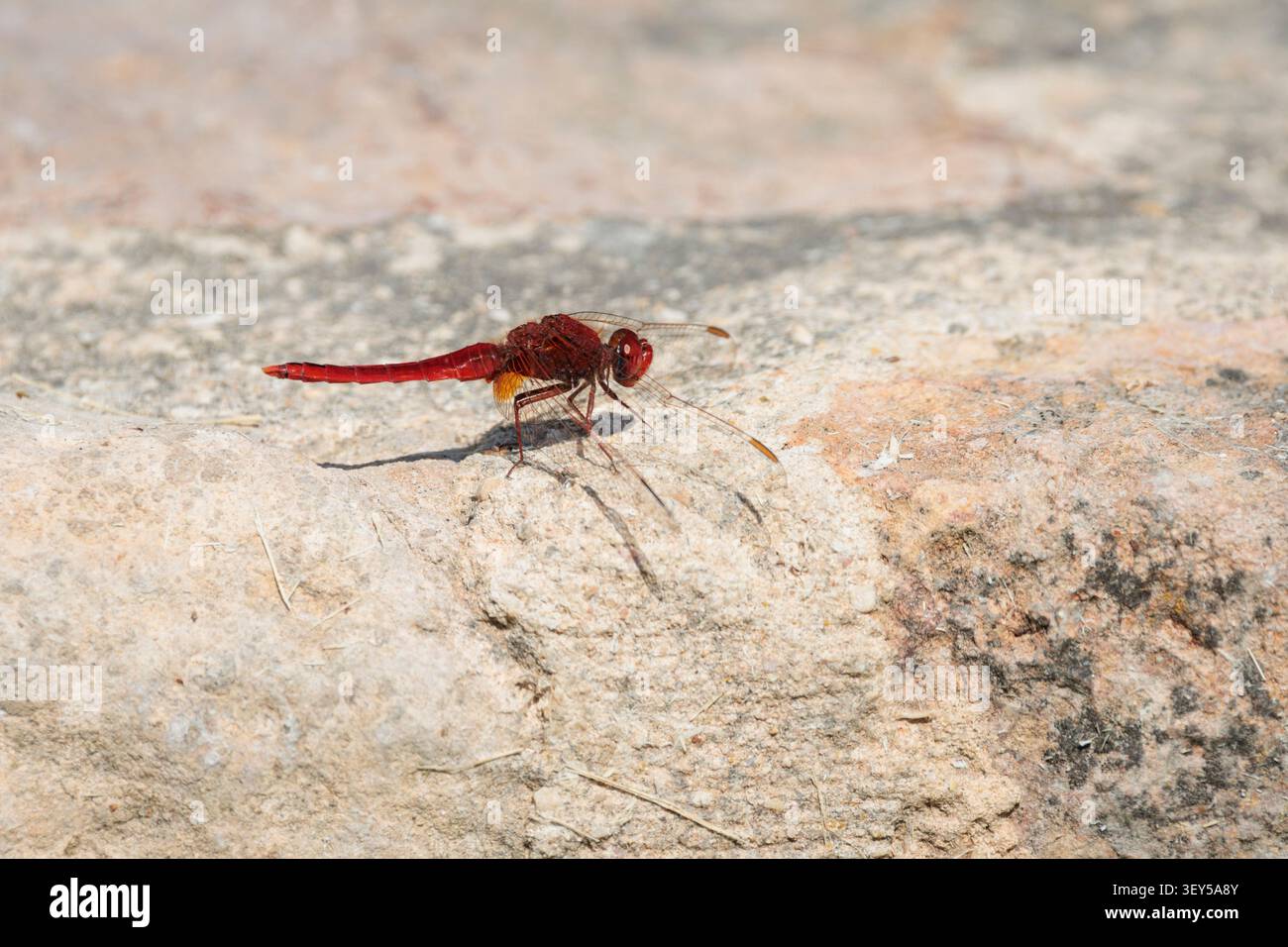 Red-Veined Darter Dragonfly Sympetrum fonscolombii arroccato su una pietra, Bocairent, Spagna Foto Stock