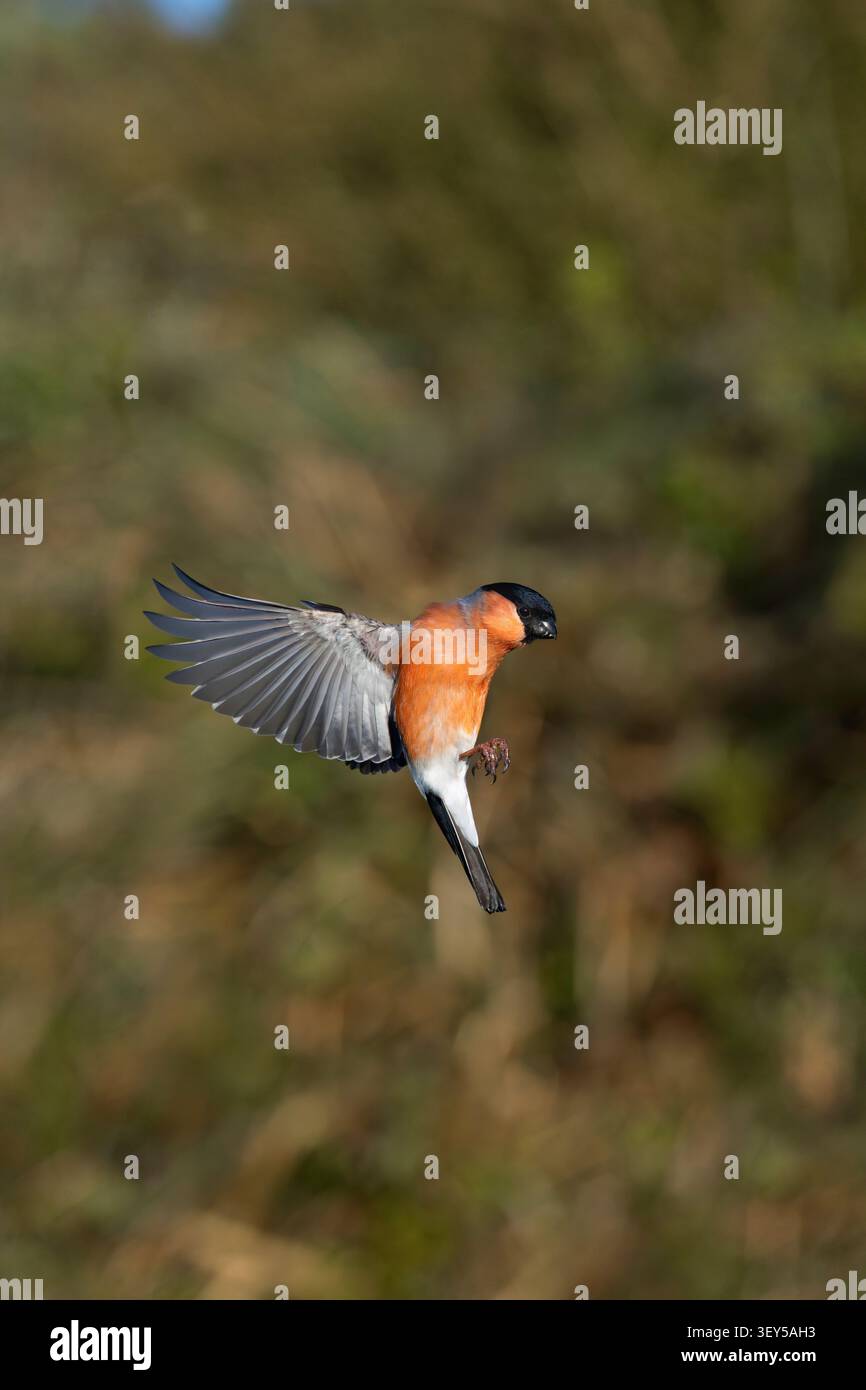 Bullfinch; Pyrrhula pyrrhula; maschio; in volo; Regno Unito Foto Stock