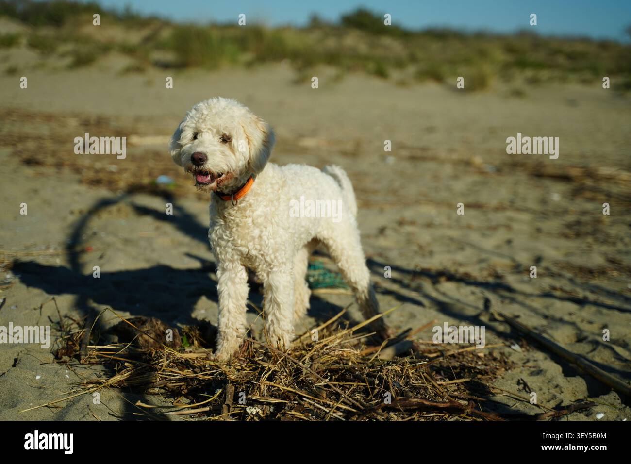 Lagotto Romagnolo si erge felicemente su una spiaggia sabbiosa circondata da erba secca sparsa. La pelliccia riccia del cane e l'espressione gioiosa creano un divertimento e.. Foto Stock
