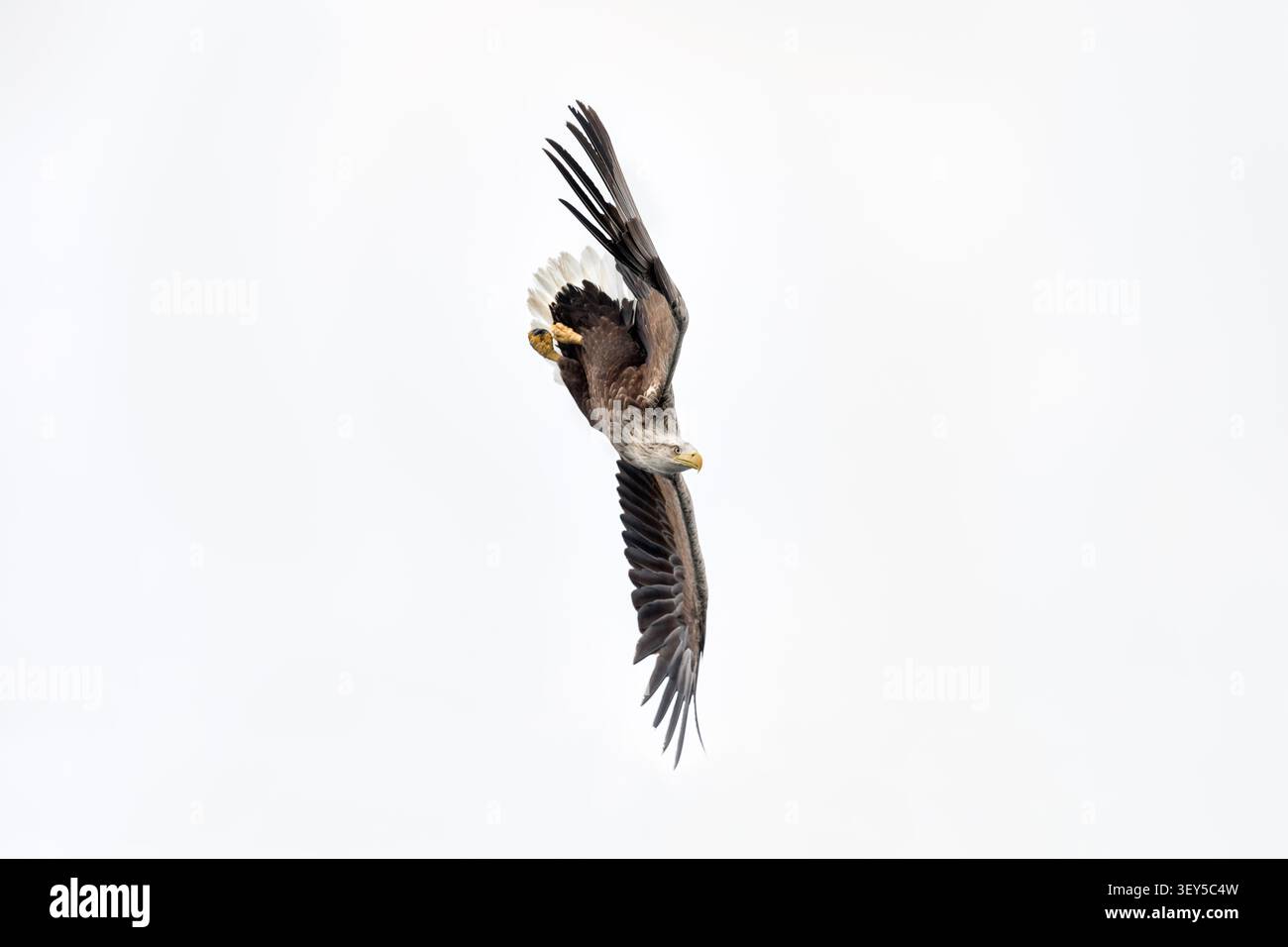 Aquila di mare dalla coda bianca; Haliaeetus albicilla; Stoop; Scozia; Regno Unito Foto Stock
