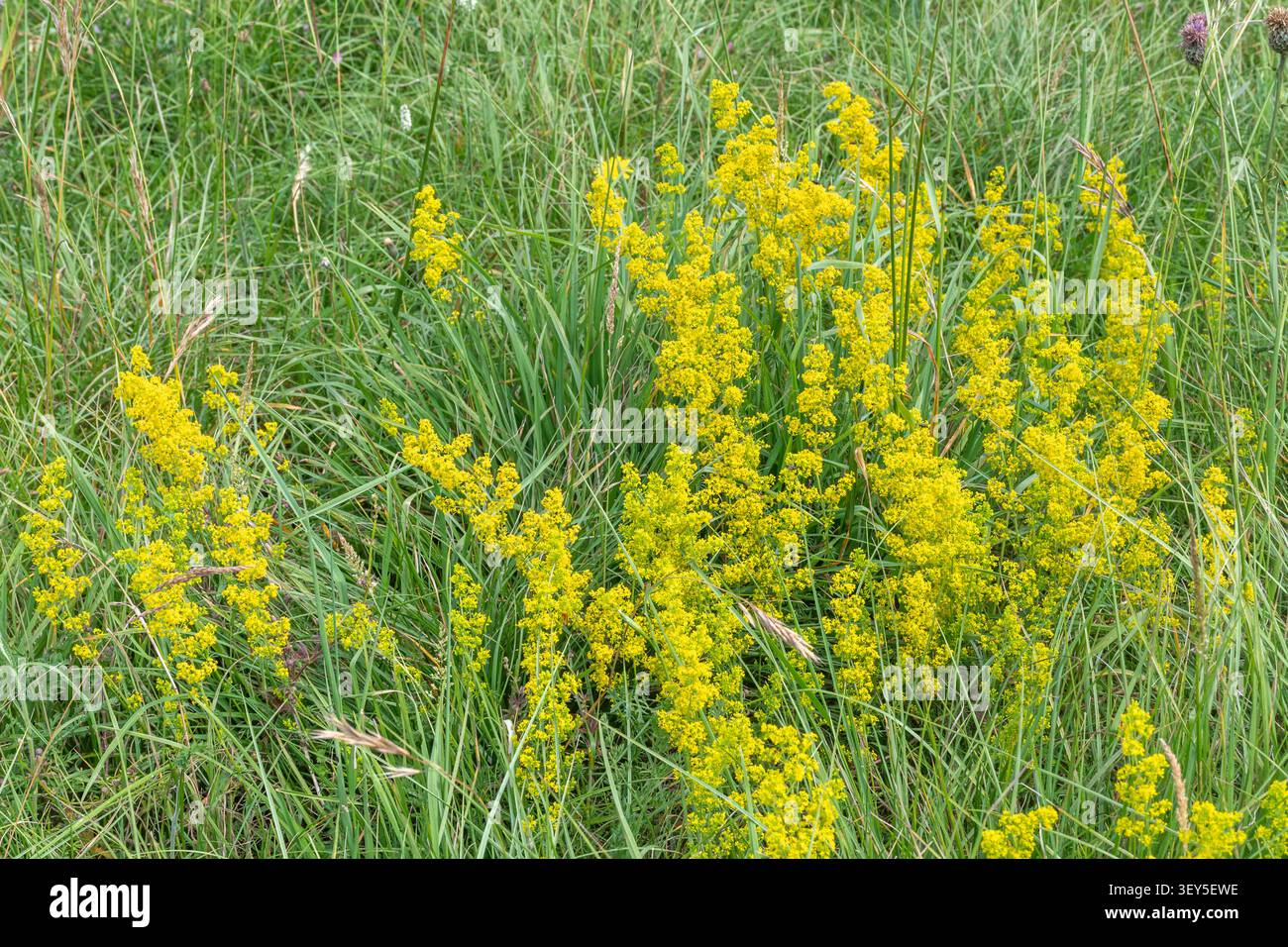 Cannuccia di Lady (Galium verum), un fiore selvatico autoctono con grappoli spumeggianti di fiori gialli in estate, Hampshire, Inghilterra, Regno Unito Foto Stock