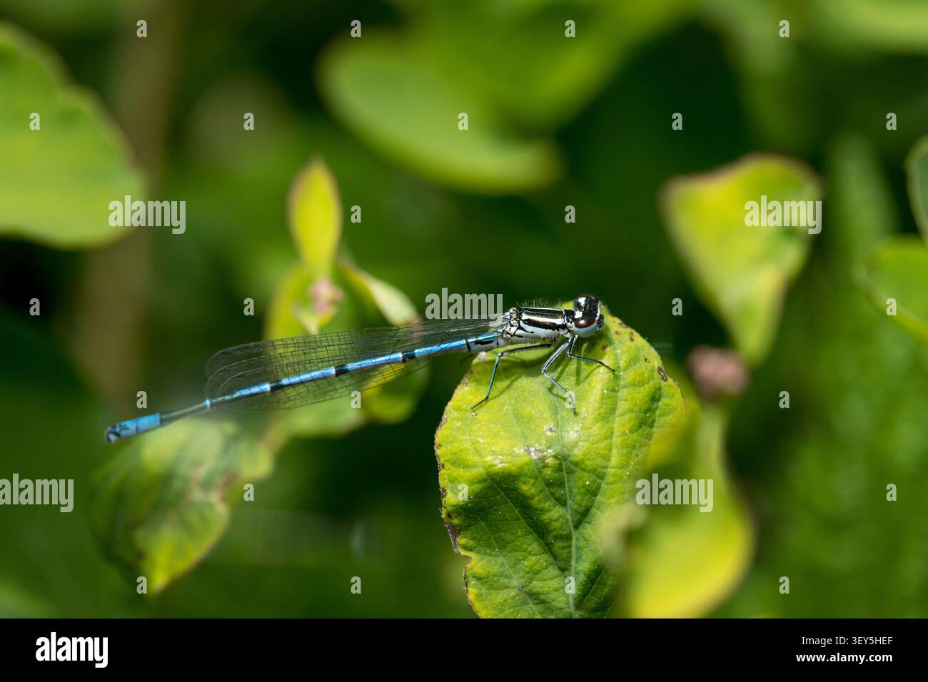 piccola libellula blu posata su una foglia, macro di una libellula su foglia verde con messa a fuoco selettiva Foto Stock