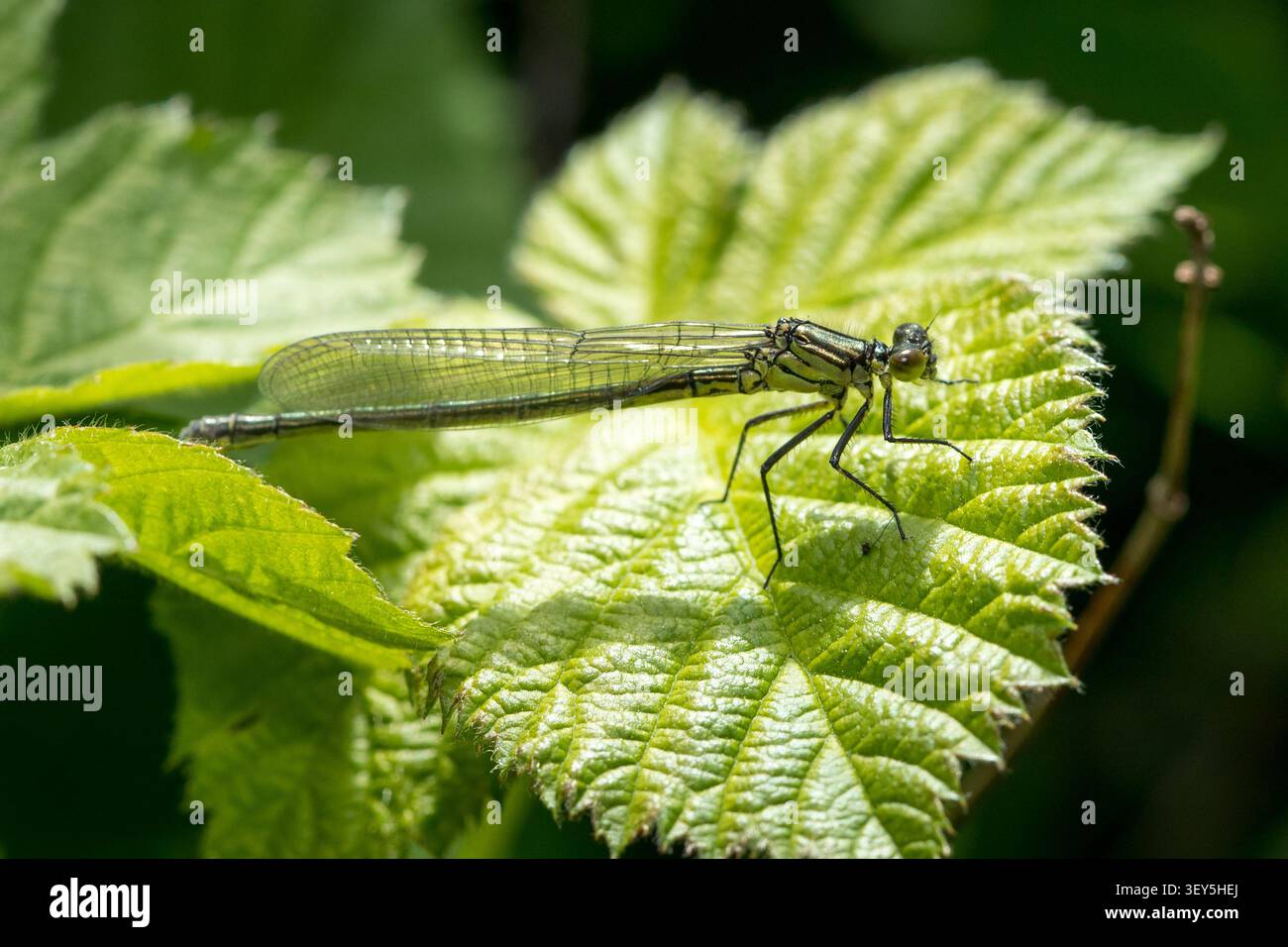 piccola libellula verde appoggiata su una foglia, macro di una libellula su una foglia verde con poca profondità di campo.jpg Foto Stock