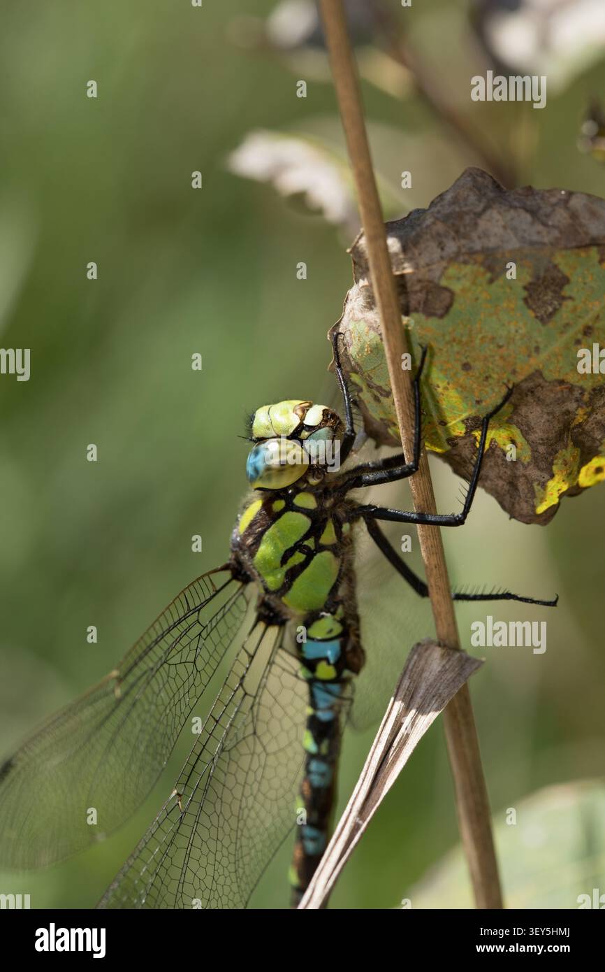 Macro di una libellula hawker del sud (Aeshna cyanea) appollaiata su uno stelo secco in un albero con sfondo verde sfocato Foto Stock