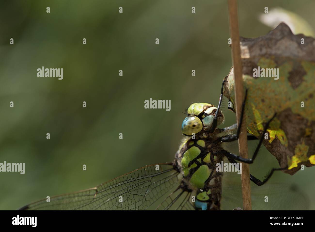 Macro di una libellula hawker del sud (Aeshna cyanea) appollaiata su uno stelo secco in un albero con sfondo verde sfocato Foto Stock