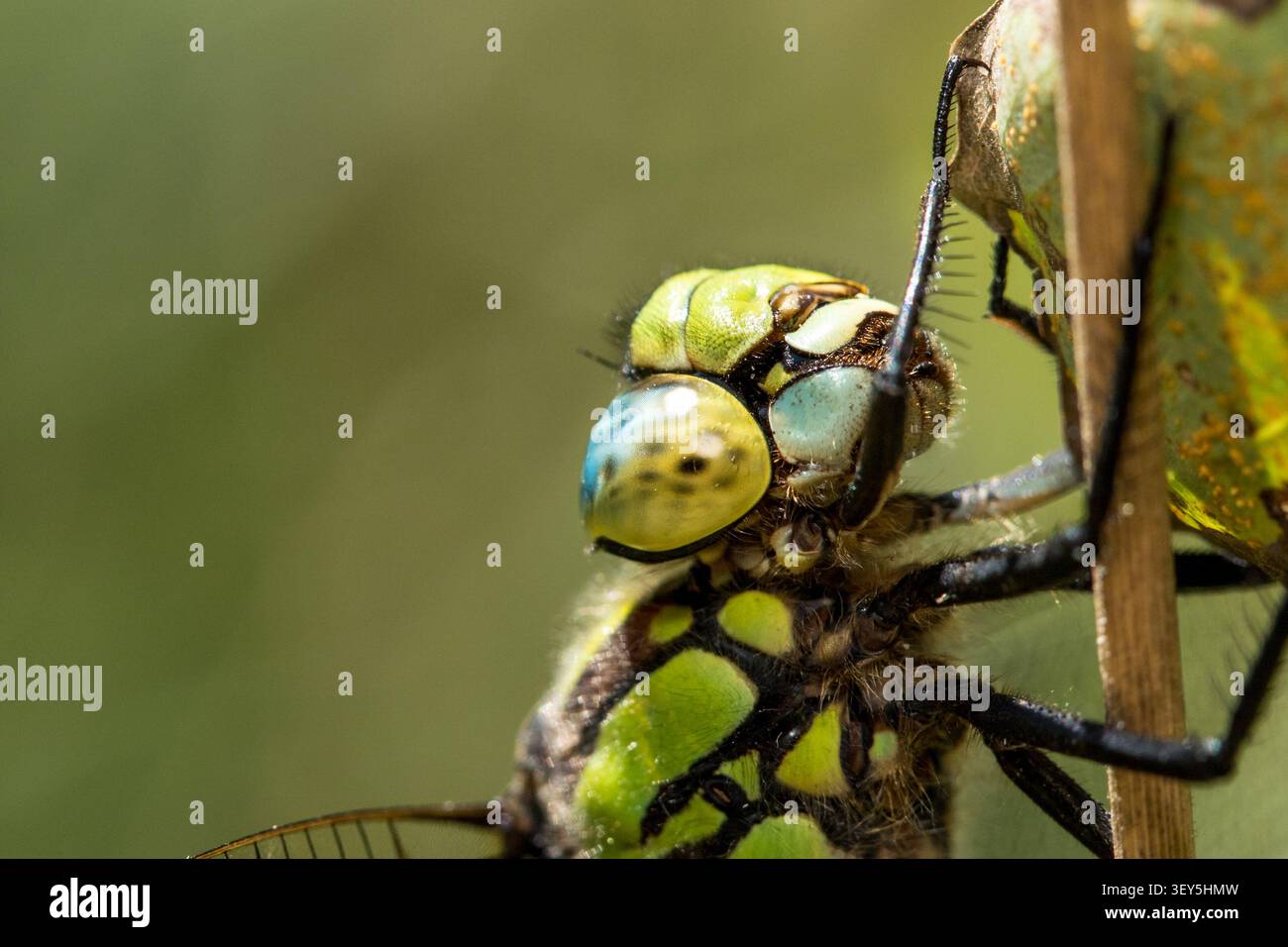 Macro di una libellula hawker del sud (Aeshna cyanea) appollaiata su uno stelo secco in un albero con sfondo verde sfocato Foto Stock