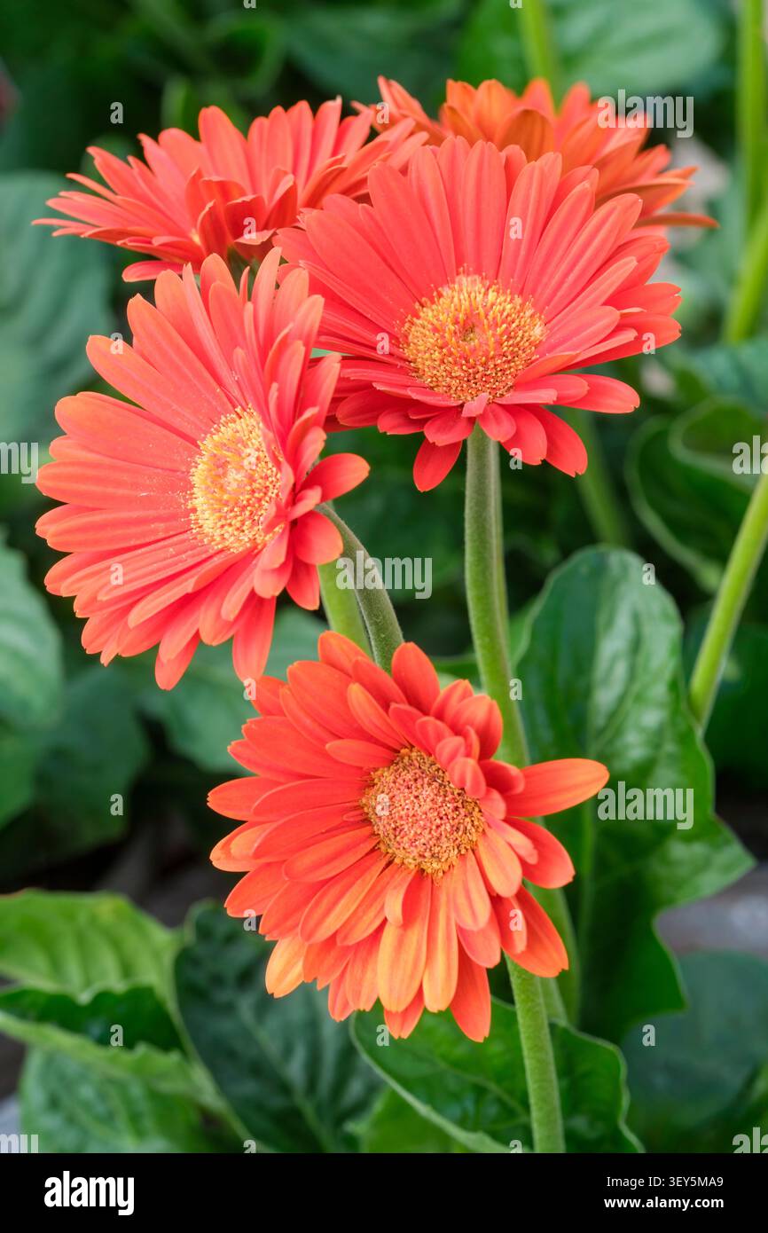 Gerbera Garvinea Sweet Glow, Gerbera Garglow, fiori semi-doppi, arancio caldo scuro, centro verde chiaro Foto Stock