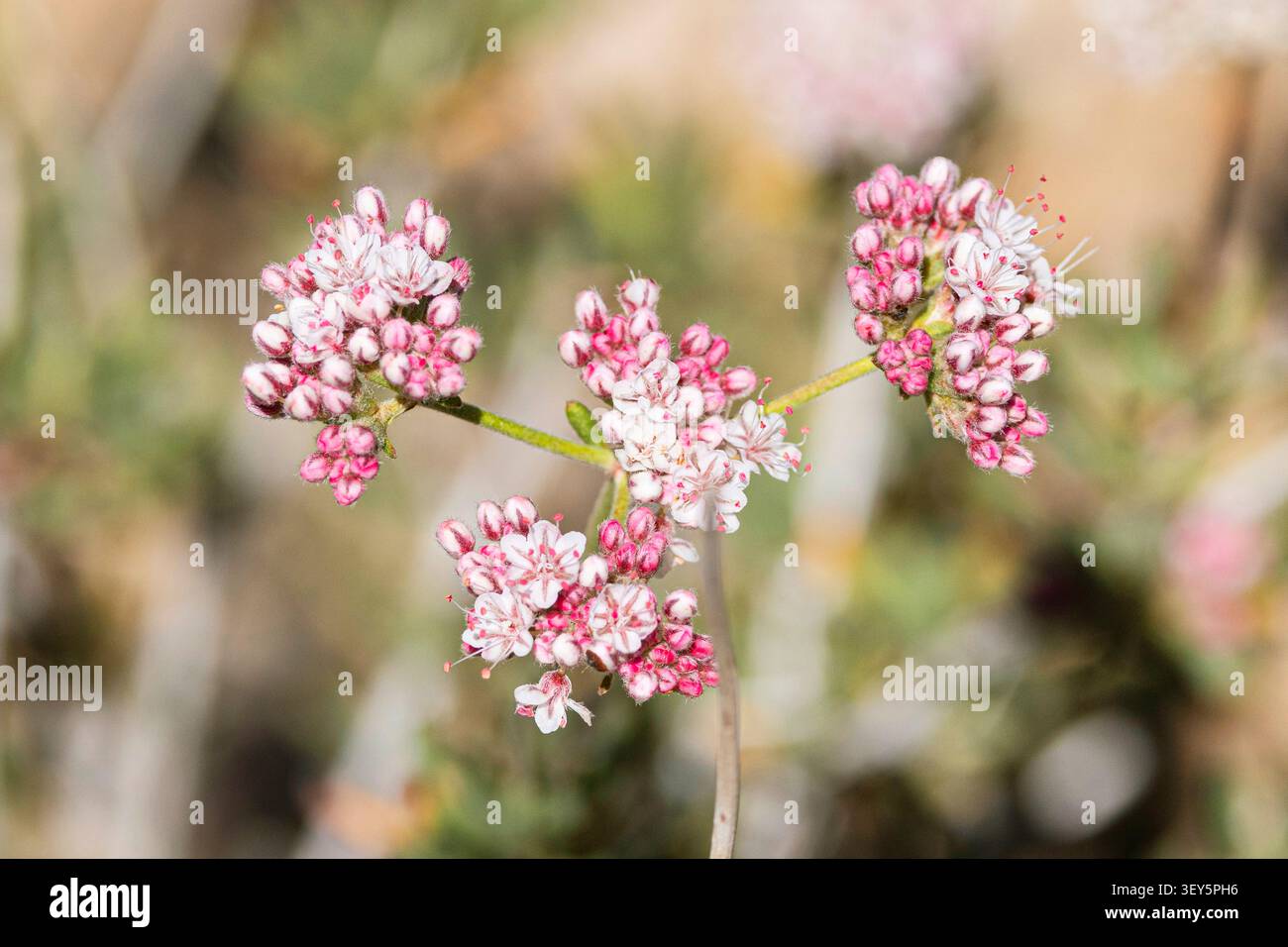 Grano saraceno della California, grano saraceno piatto (Eriogonum fasciculatum), fiori, USA, Arizona, Sonora Foto Stock