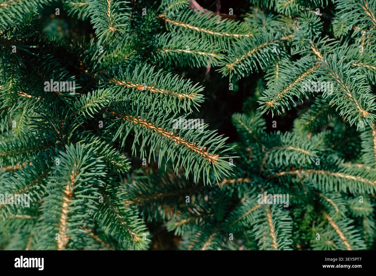 Primo piano di rami di pino sempreverdi freschi con aghi verdi densi, struttura forestale naturale e atmosfera natalizia, ideale per l'inverno, il Natale e. Foto Stock