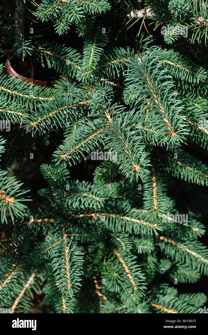 Vista ravvicinata dei rami di abete sempreverdi freschi con aghi verdi profondi, creando uno sfondo naturale nella foresta con una texture ricca e un'atmosfera invernale tranquilla. Foto Stock
