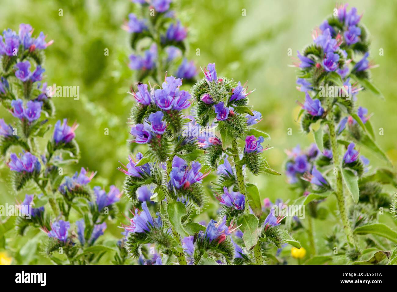 Primo piano di echium violaceo vivace (Echium vulgare) che cresce vicino a Cliff Beach, isola di Lewis, Ebridi Esterne, Scozia. Foto Stock