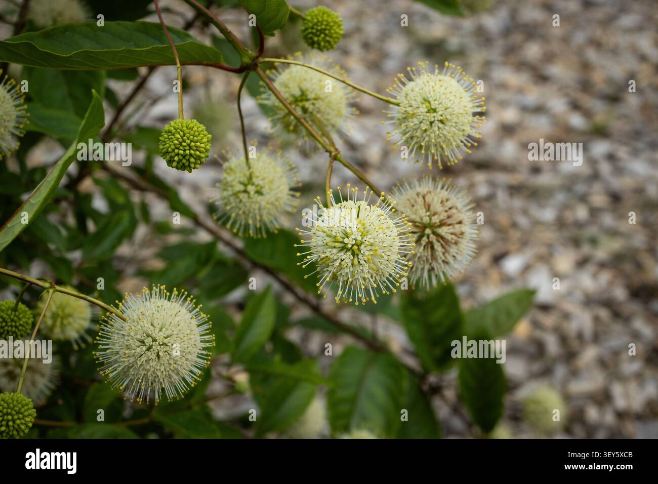 Vista ravvicinata del delizioso arbusto fiorito Cephalanthus occidentalis. Noto anche come "buttonbush", "button-willow", "buck brush" e "honey-bells". Con il poliziotto Foto Stock