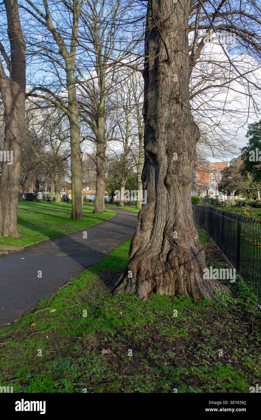 Uno dei vecchi tigli del Plashet Park, East Ham, Londra, Regno Unito Foto Stock