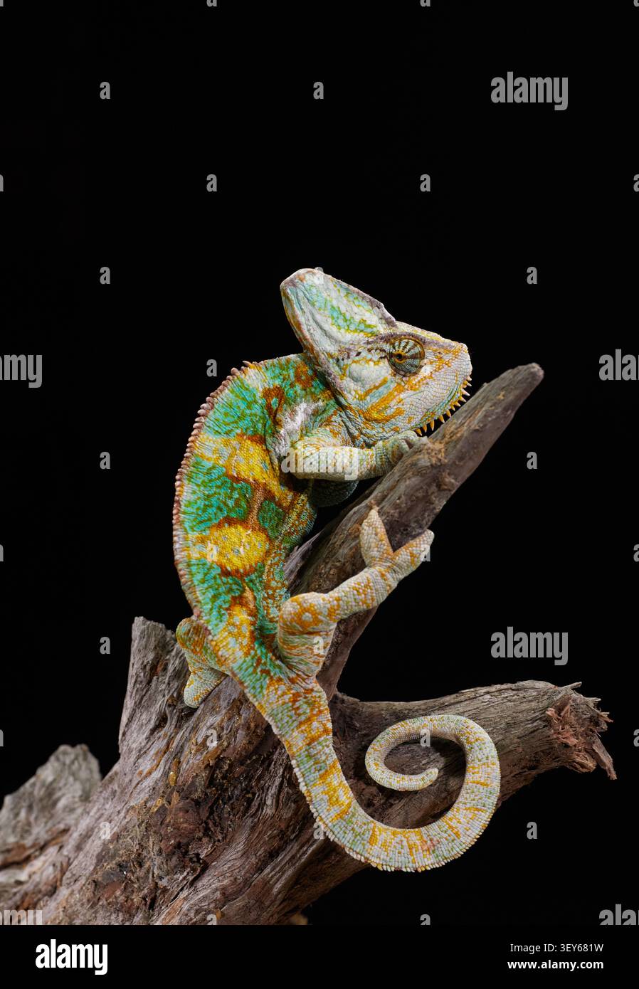 Un colorato camaleonte riposa tranquillamente mentre mostra scaglie vivaci e coda arricciata. La macrofotografia mette in evidenza dettagli esotici di rettili e mimetismo. Foto Stock