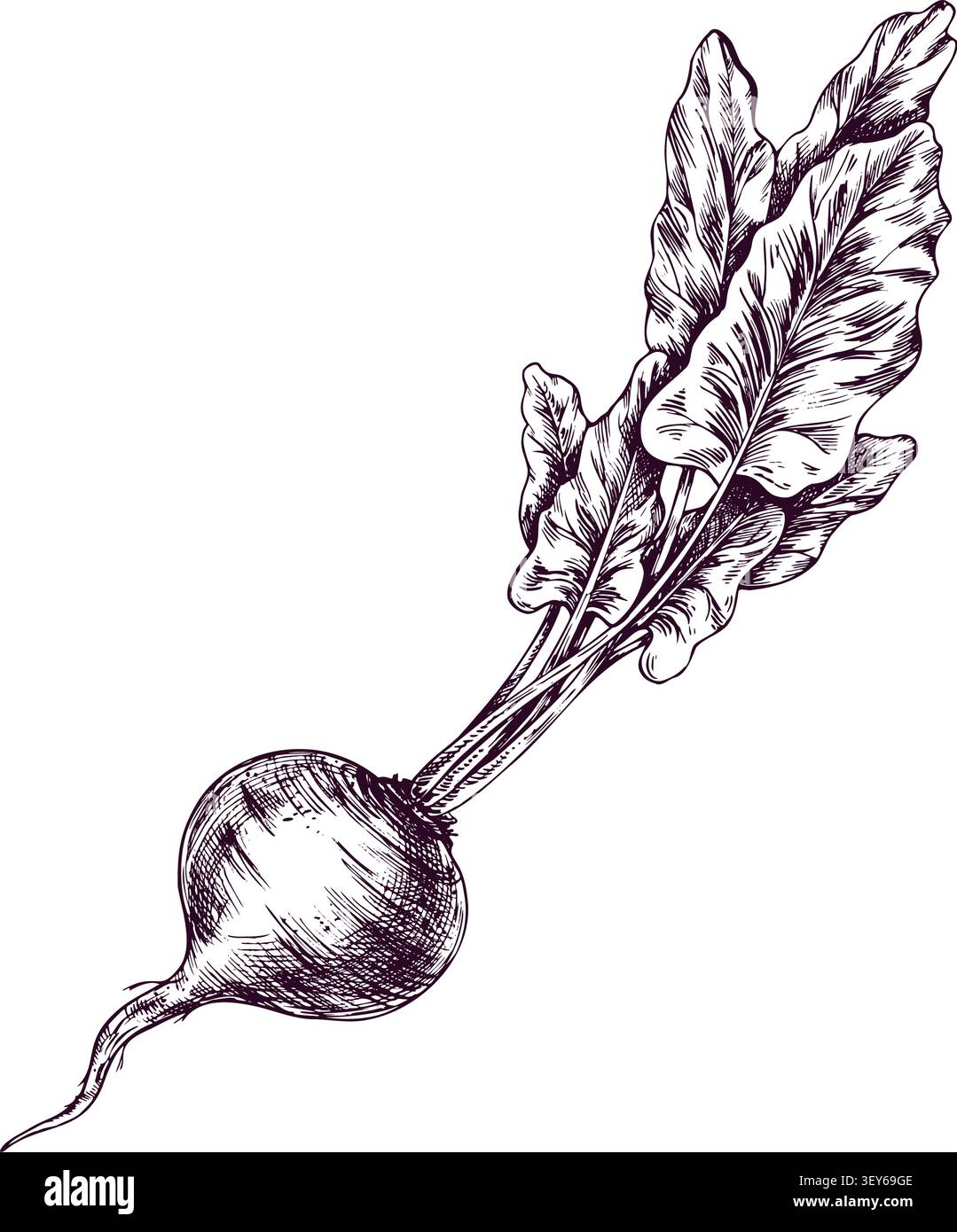 Barbabietola con foglie isolate su sfondo bianco. Schizzo a inchiostro disegnato a mano in stile incisione vintage. Illustrazione botanica dettagliata di verdure fresche Illustrazione Vettoriale