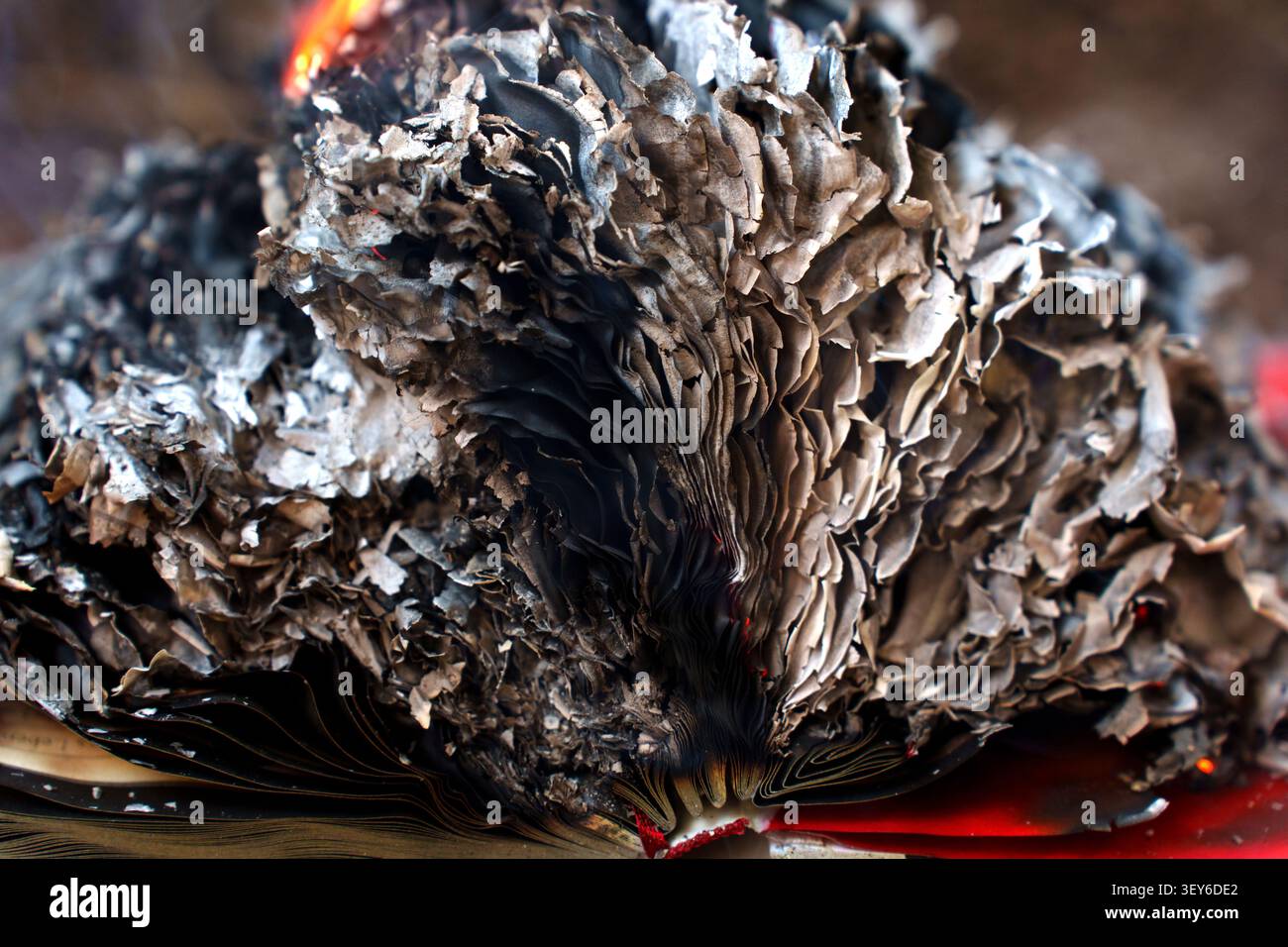 Primo piano dettagliato di pagine di libri in fiamme che si arricciano in delicati strati di carbone man mano che il fuoco consuma la carta, creando un'intricata trama di cenere, fuliggine, Foto Stock