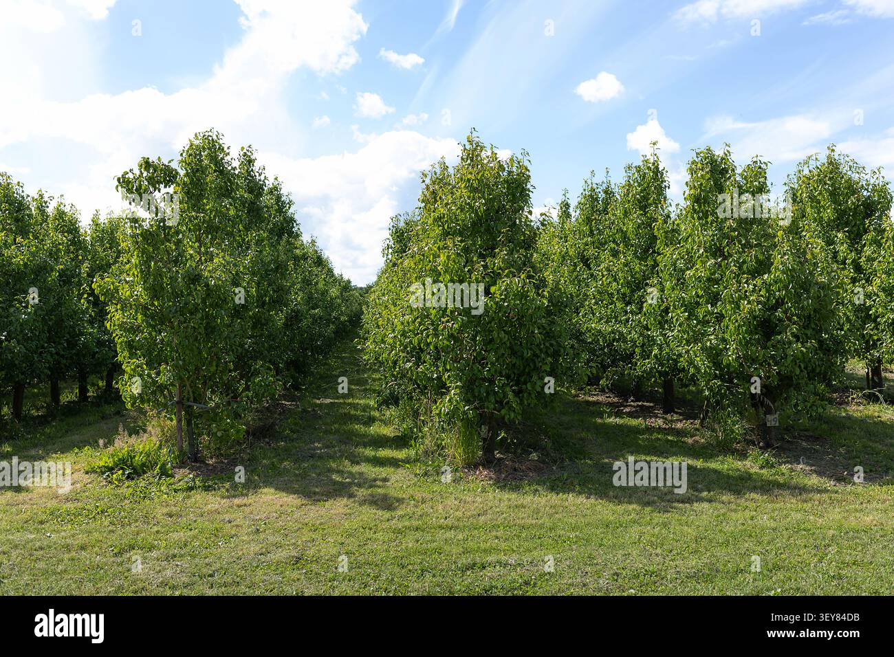 File di alberi da frutto frondosi che formano stretti sentieri attraverso un frutteto illuminato dal sole, erba verde sottostante Foto Stock