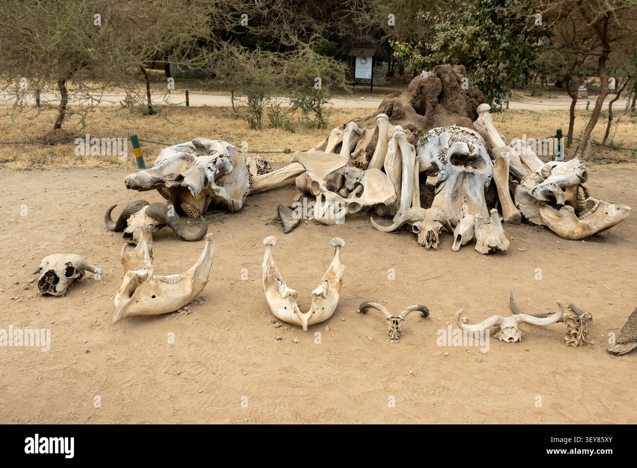 Collezione di teschi e ossa di elefanti e bufali sul terreno nel Parco Nazionale di Tarangire in Tanzania Foto Stock