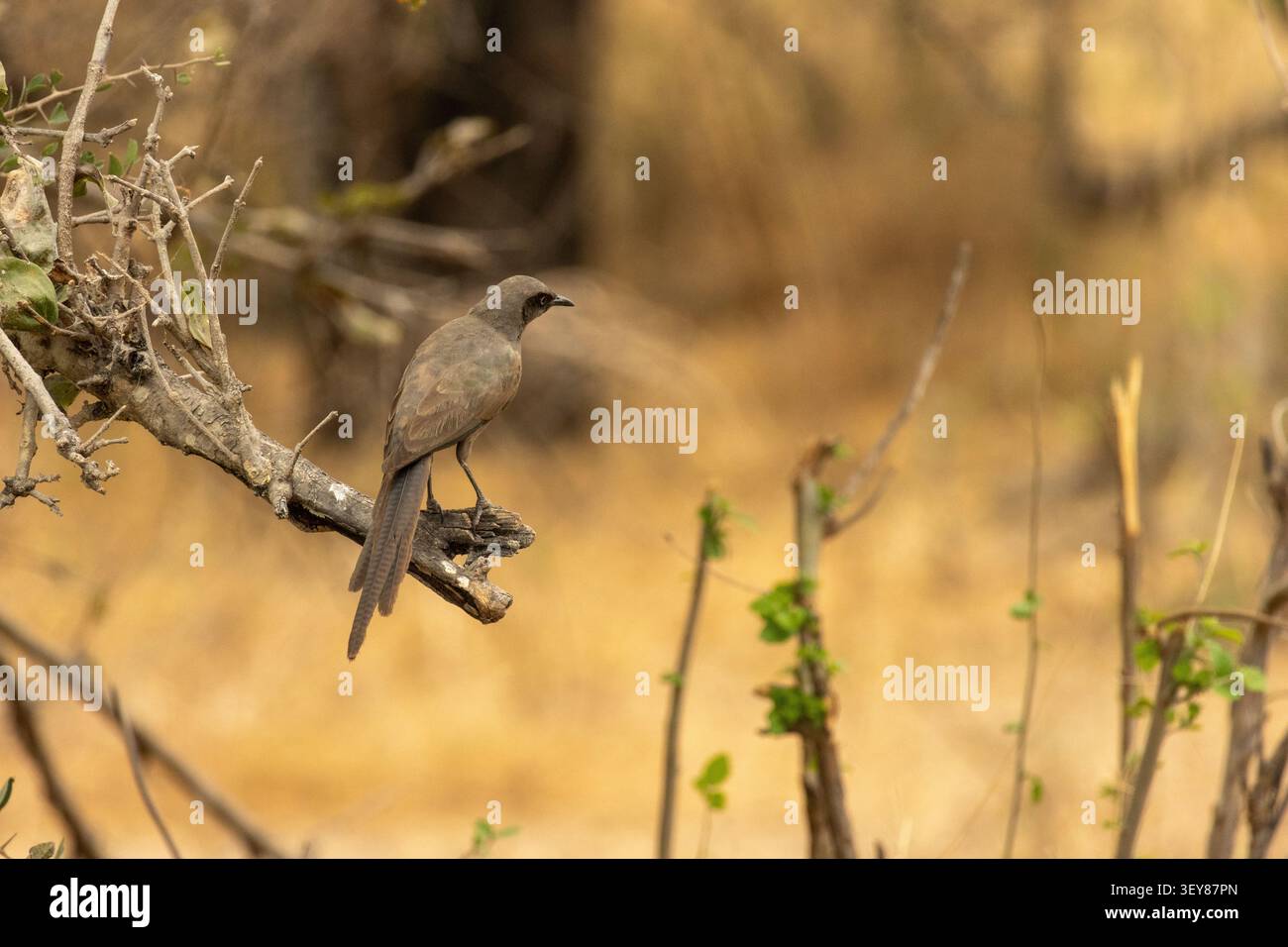 Ashy starling è arroccata su un ramo nel bosco del Tarangire National Park Tanzania Foto Stock