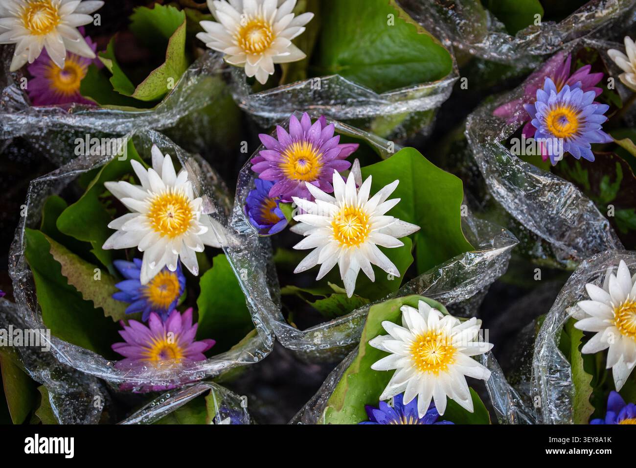 Gigli d'acqua in fiore colorate Nymphaea nouchali Blue Water Lily in vendita al mercato dello stabilimento di Chatuchak Foto Stock