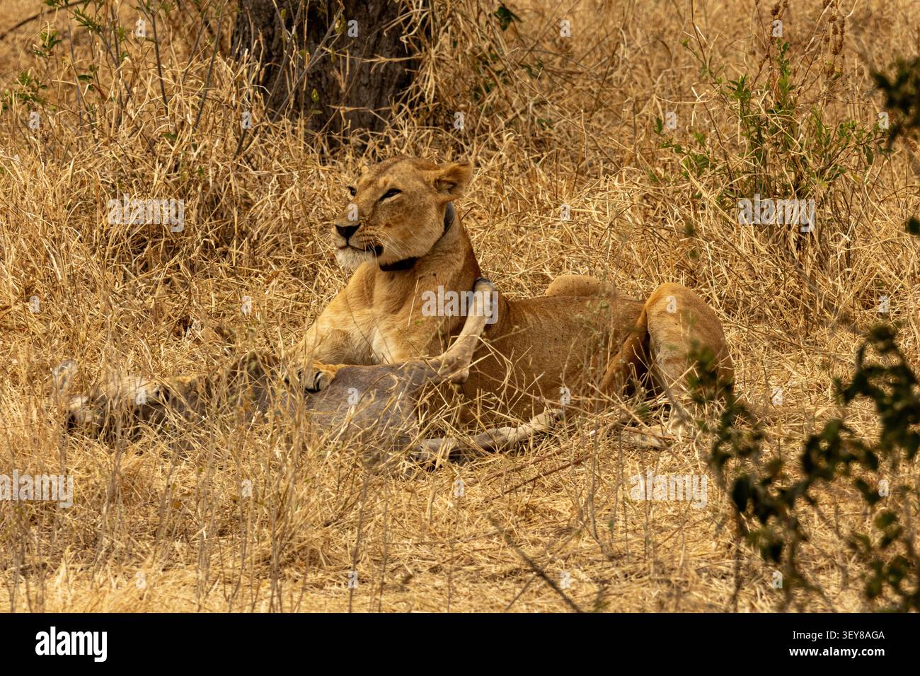 Lioness con un collare di localizzazione satellitare che riposa da un'uccisione nel Parco Nazionale di Tarangire in Tanzania Foto Stock