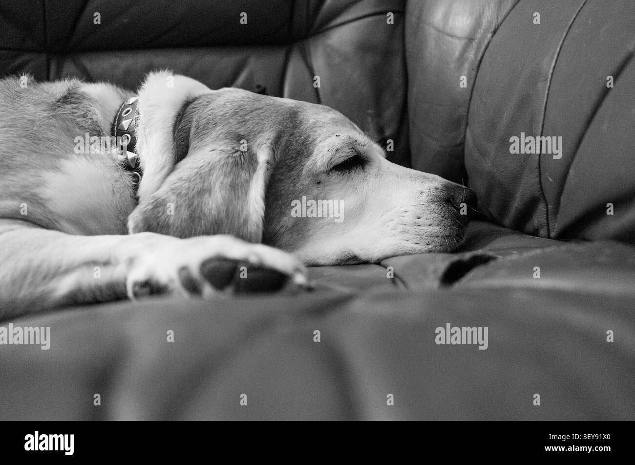 Un beagle dorme tranquillamente su un divano in pelle, accoccolato in un tranquillo sonno. Lo scatto in bianco e nero in primo piano trasmette il comfort rilassato del cucciolo Foto Stock