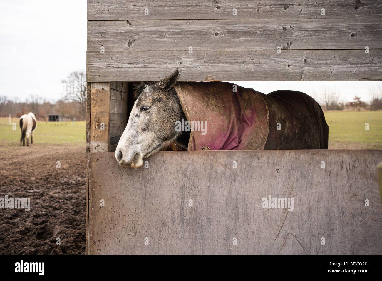 Un cavallo grigio coperto da una coperta rosa e con uno sguardo sognante che fa capolino dal rifugio Foto Stock