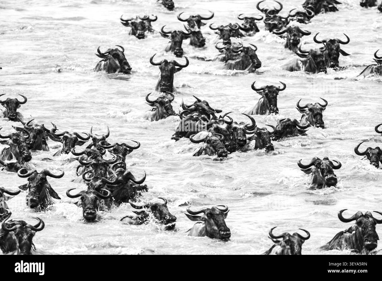 La grande migrazione: Enormi mandrie di GNU (Connochaetes taurinus) che nuotano attraverso il fiume Mara fino alla sponda opposta, Serengeti, Tanzania Foto Stock