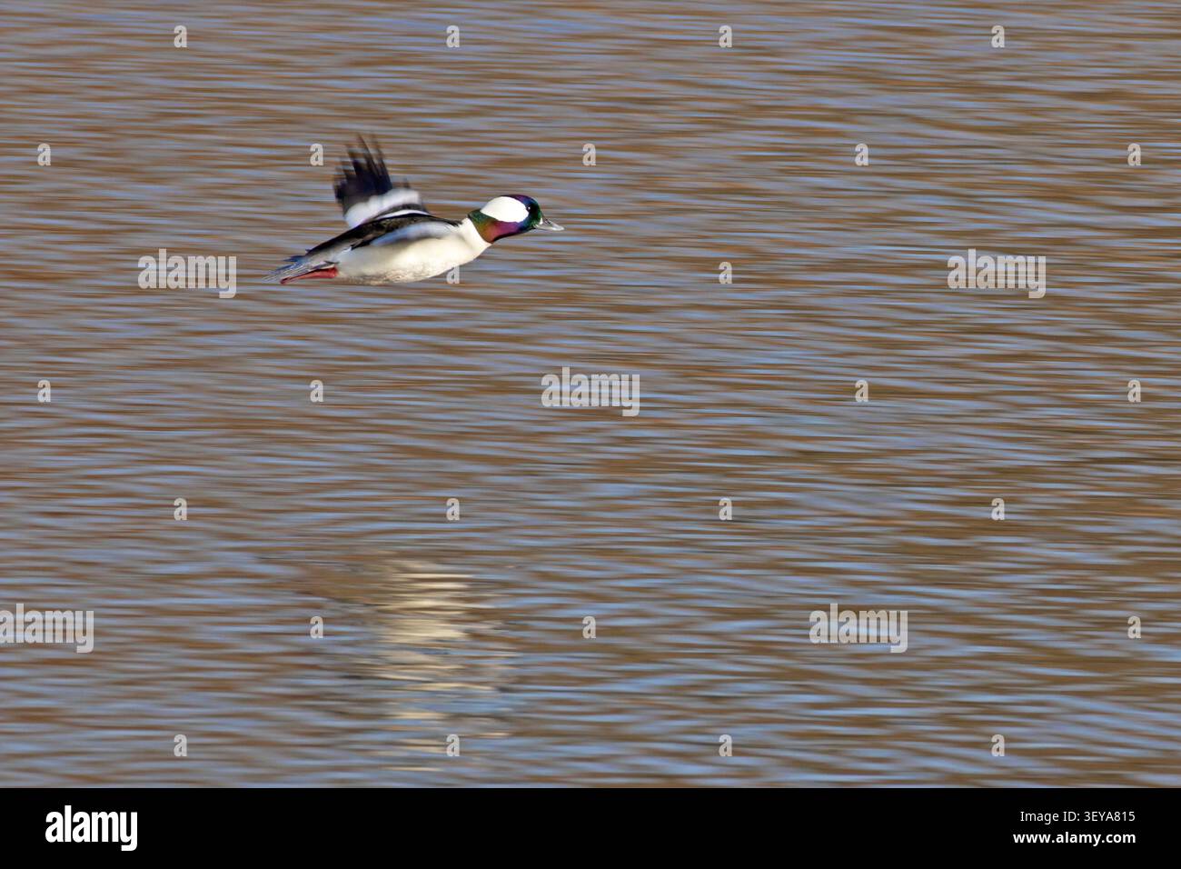 Un'anatra maschio bufflehead vola sull'acqua alla Hyatt Hidden Lakes Reserve di Boise, Idaho (con ampio spazio per il testo). Foto Stock