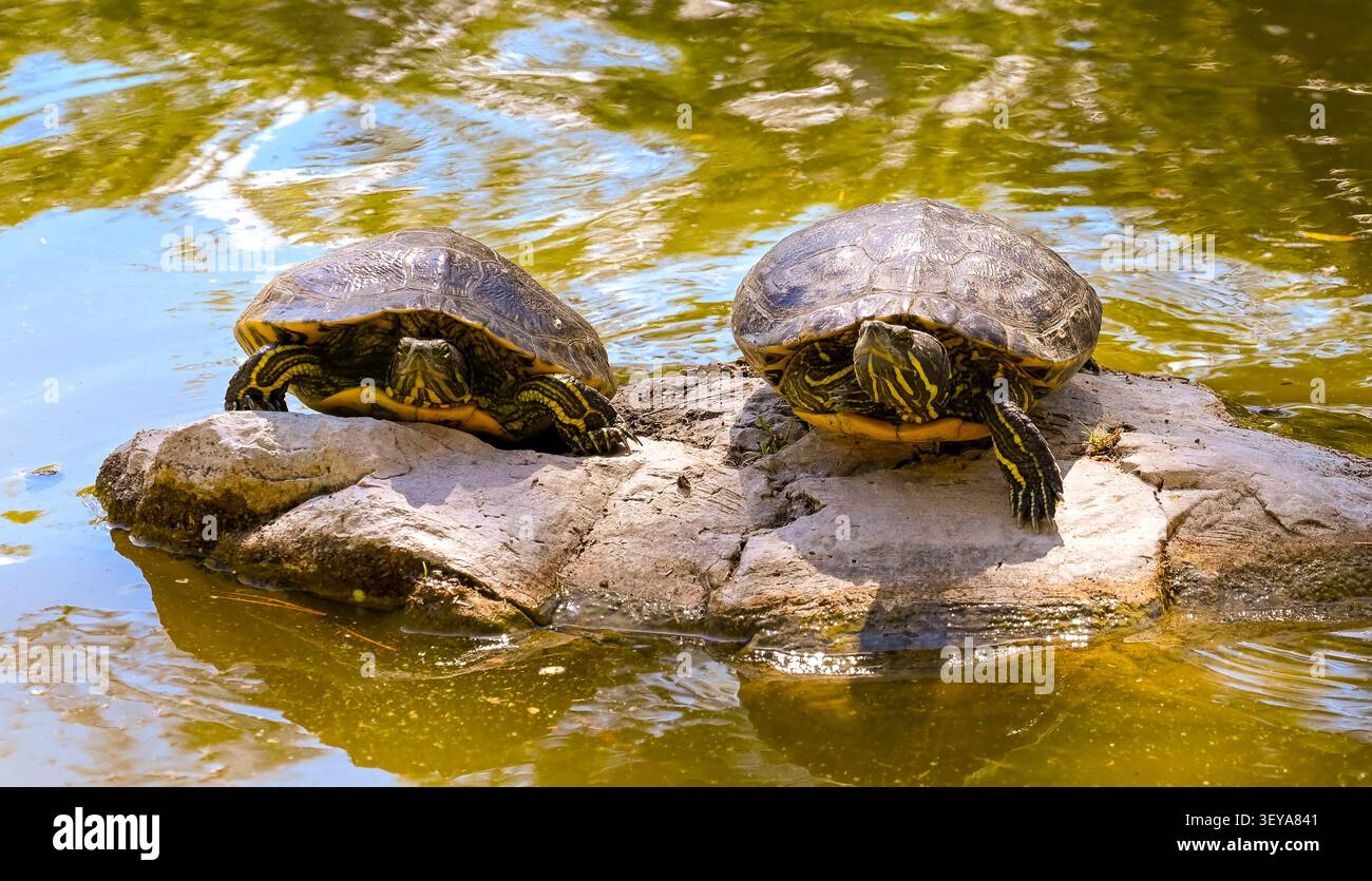 Due tartarughe Slider dalle orecchie rosse che si crogiolano su un tronco circondate da alghe e alghe verdi luminose in un tranquillo laghetto di acqua dolce a Hopkins Wilderne Foto Stock