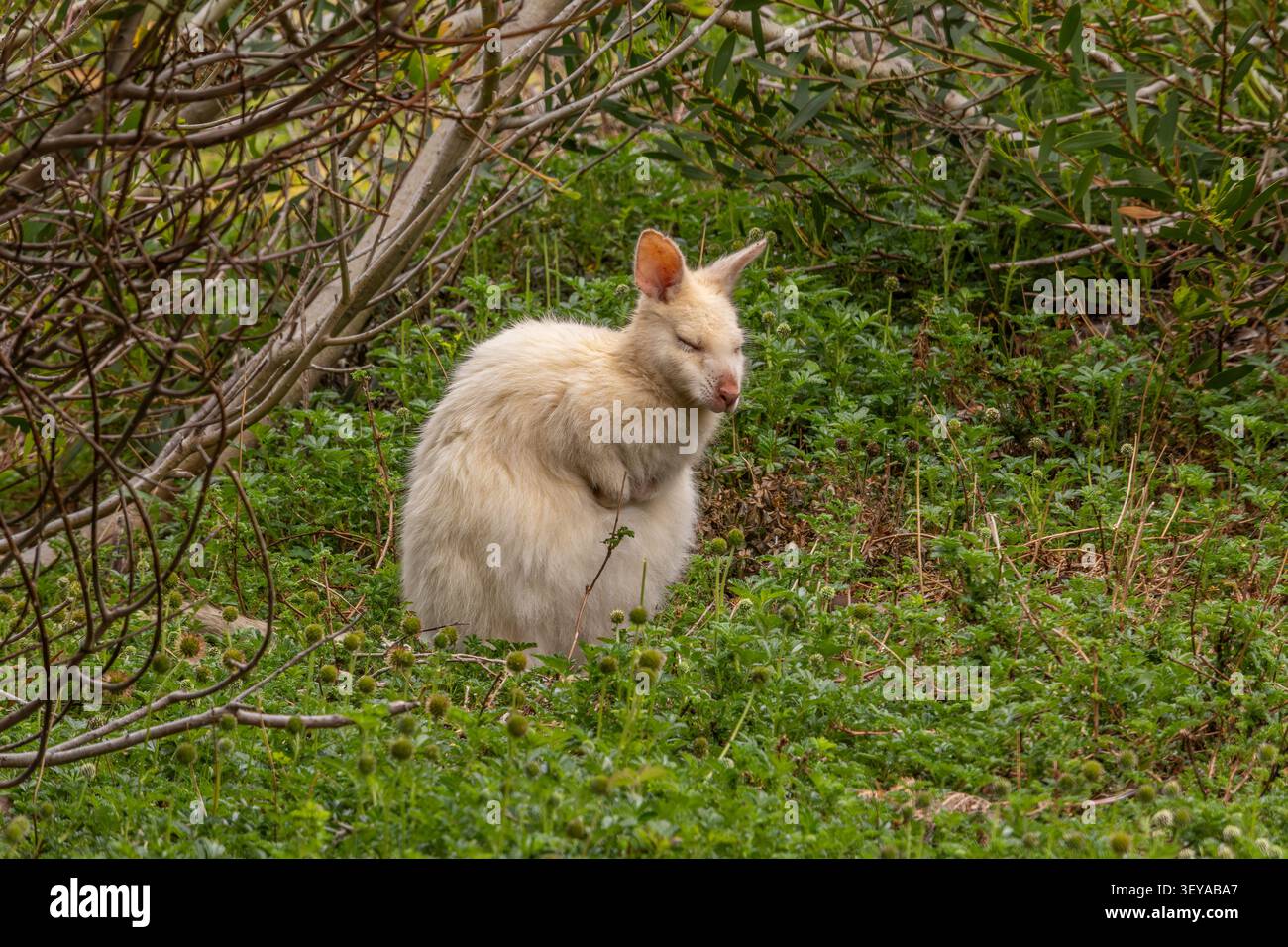 Raro wallaby bianco in una foresta su Bruny Island , Tasmania; Australia Foto Stock