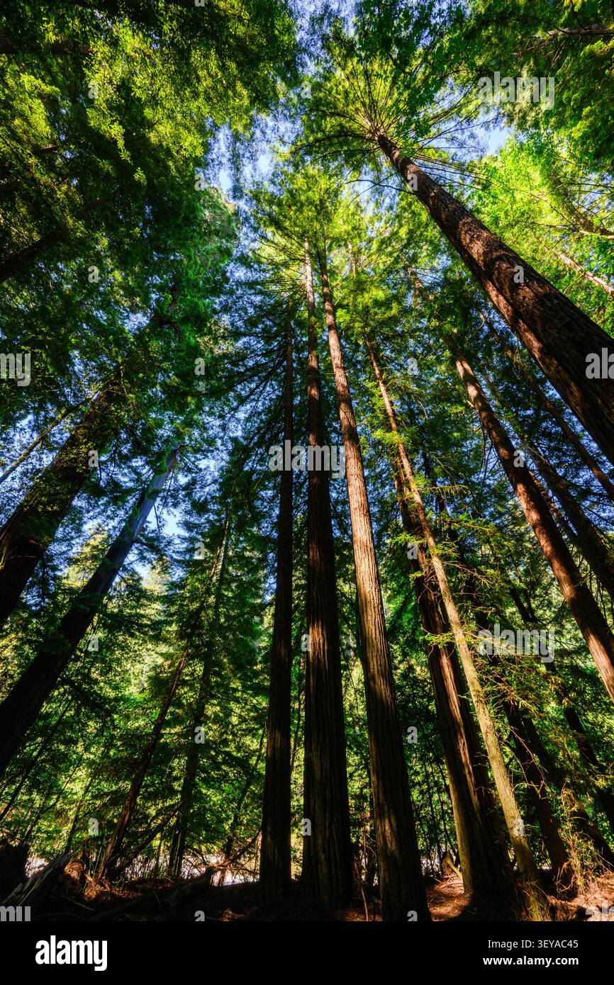 Gli alberi di sequoia sempervirens della costa raggiungono il cielo con la luce del sole soffusa sulla Avenue of the Giants in California Foto Stock