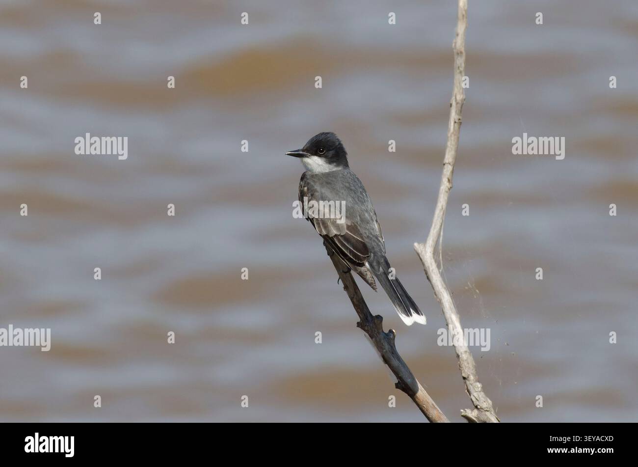Eastern Kingbird, Tyrannus tyrannus Foto Stock