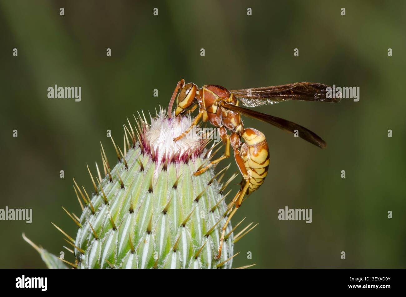 Vespa di carta, spp. Di poliesteri, Cardo di verifica delle foglie d'onda, Cirsium undulatum Foto Stock