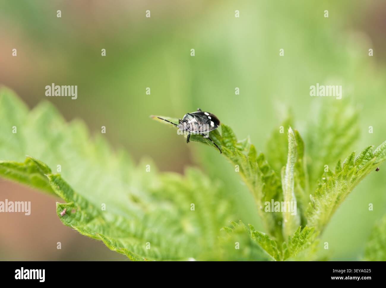 Brassica/ Cabbage Bug (Eurydema oleracea) a Rye Meads, Hert. Foto Stock