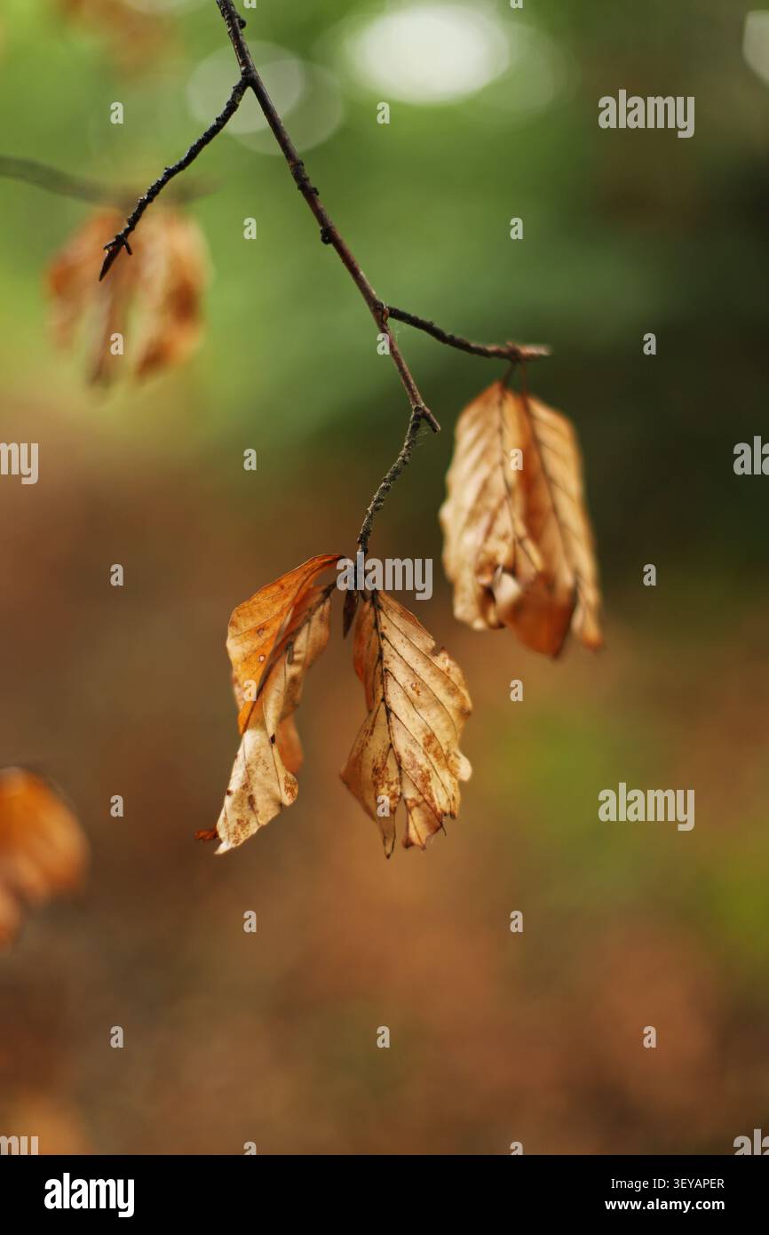Foglie marroni asciutte su un ramo in natura Foto Stock
