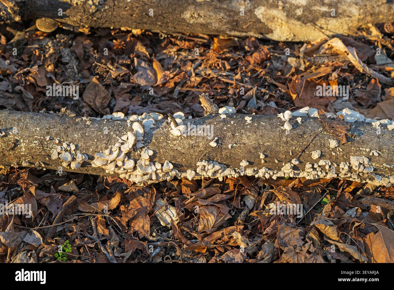 Bracket Fungus su un tronco marciante nella foresta nel Dahomey National Wildlife Refuge in Mississippi Foto Stock