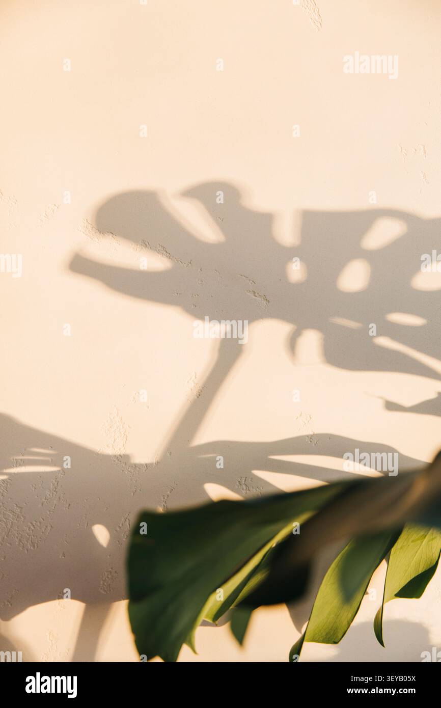 Ombra di foglie tropicali su una parete illuminata dal sole Foto Stock