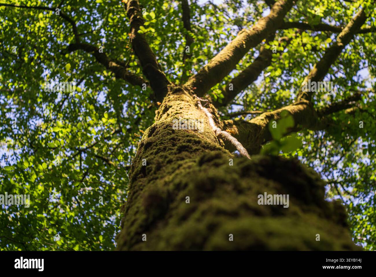 Prospettiva a basso angolo guardando dritto su un grosso tronco di albero ricoperto densamente di muschio verde brillante verso un baldacchino di foglie decidue e cielo blu Foto Stock