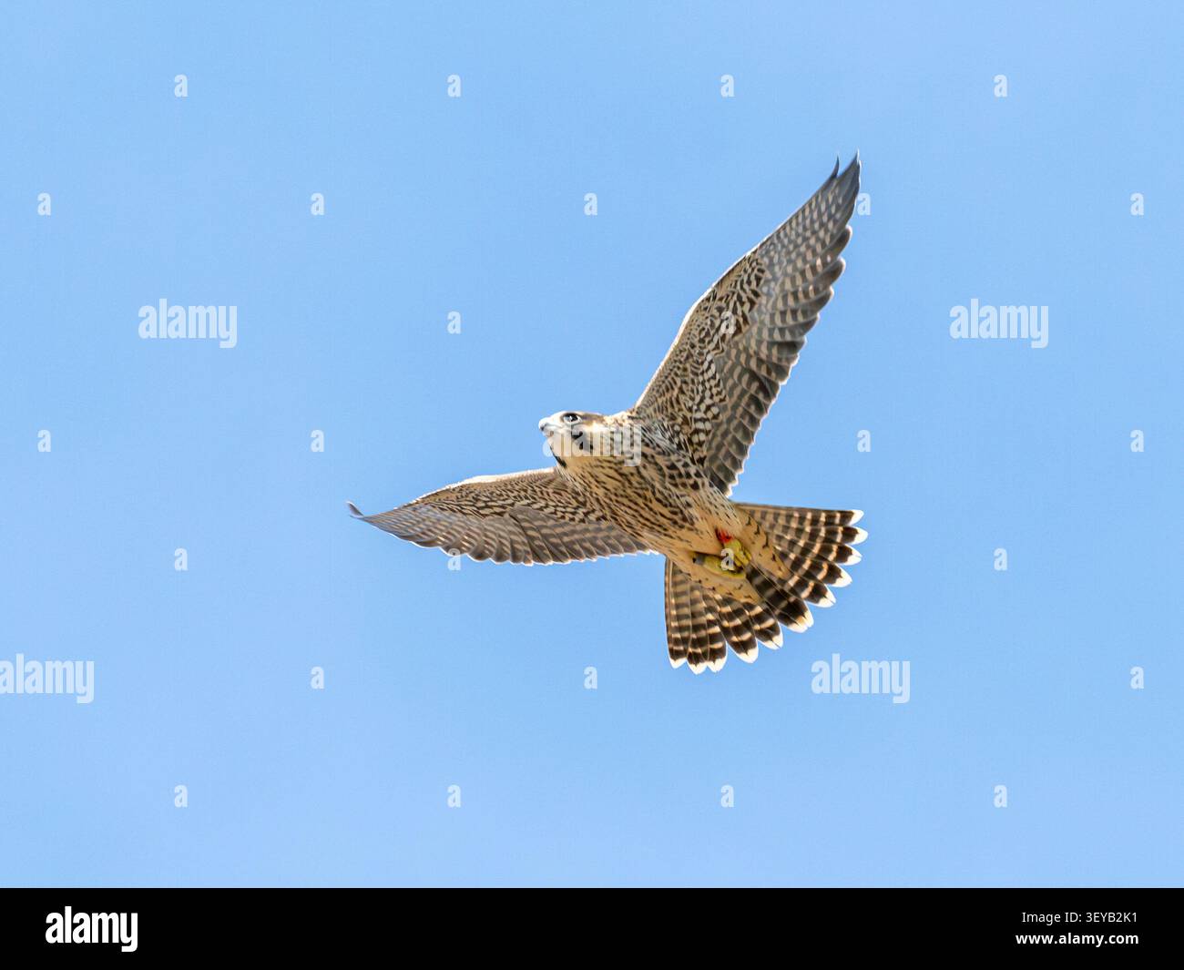 Giovane falco pellegrino maschio (Falco peregrinus) che vola intorno all'abbazia di Romsey nell'Hampshire, Inghilterra, Regno Unito Foto Stock