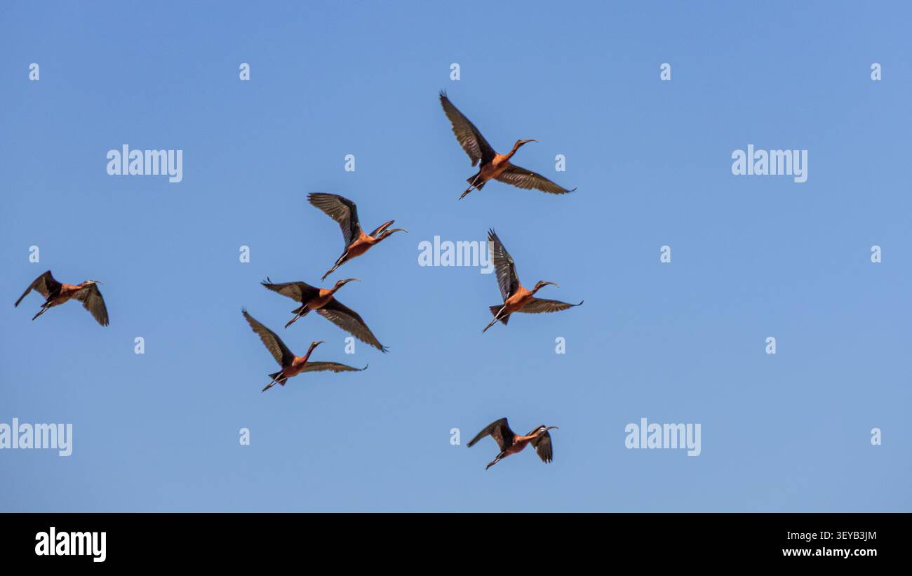 Gruppo di ibis lucidi in volo sopra il Parco naturale Aiguamolls de l'Empordà, Catalogna, Spagna, con piumaggio iridescente. Foto Stock