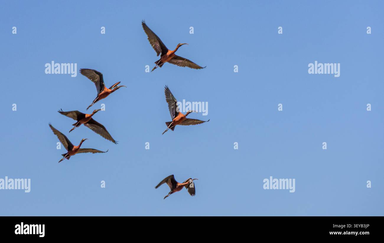 Gruppo di ibis lucidi in volo sopra il Parco naturale Aiguamolls de l'Empordà, Catalogna, Spagna, con piumaggio iridescente. Foto Stock