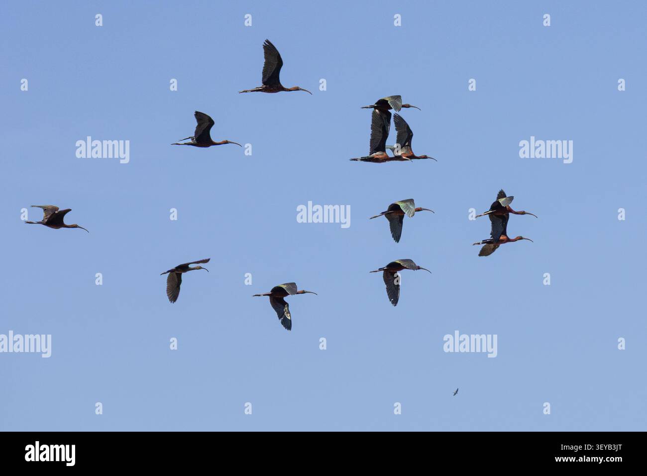 Gregge di ibis lucidi sorvolando il Parco naturale Aiguamolls de l'Empordà in Catalogna, Spagna, contro un cielo azzurro. Foto Stock