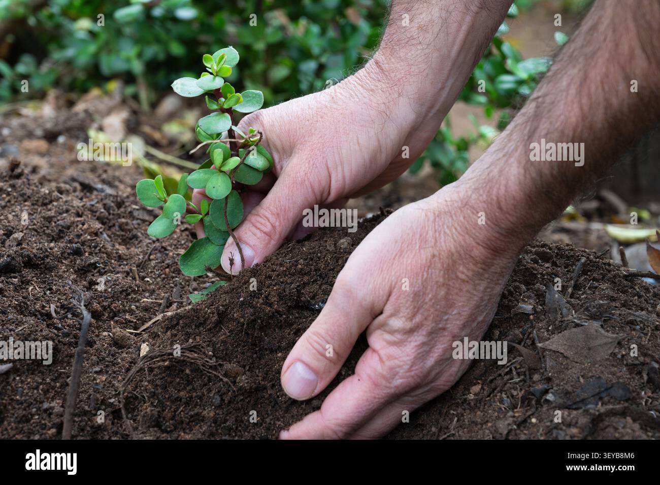 Primo piano di una persona che sta piantando un spekboom (cespuglio di elefante) tagliando in terreno sciolto, illustrando l'idea di un giardinaggio sostenibile. Foto Stock
