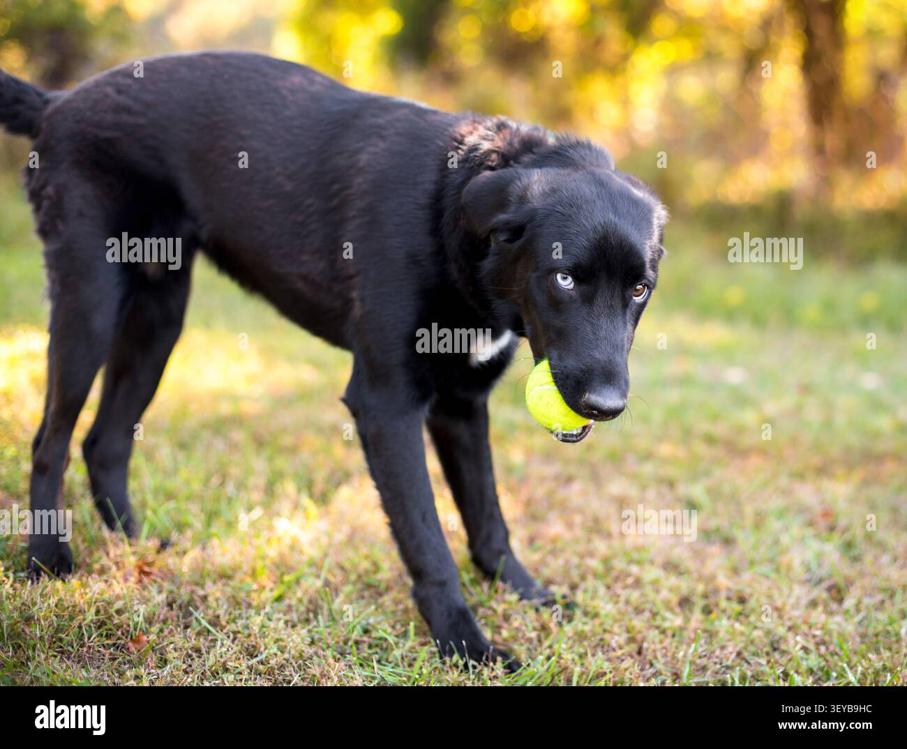 Un cane nero di razza mista che tiene una palla in bocca e guarda lateralmente la telecamera Foto Stock