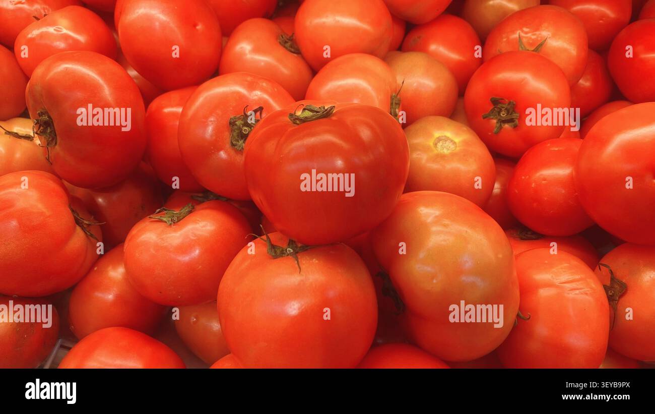 Pomodori rossi maturi freschi dal colore naturale vivace e dalla consistenza liscia, che rappresentano una nutrizione sana, l'agricoltura biologica, la stagione del raccolto e freschi - Immagine stock catturata con smartphone