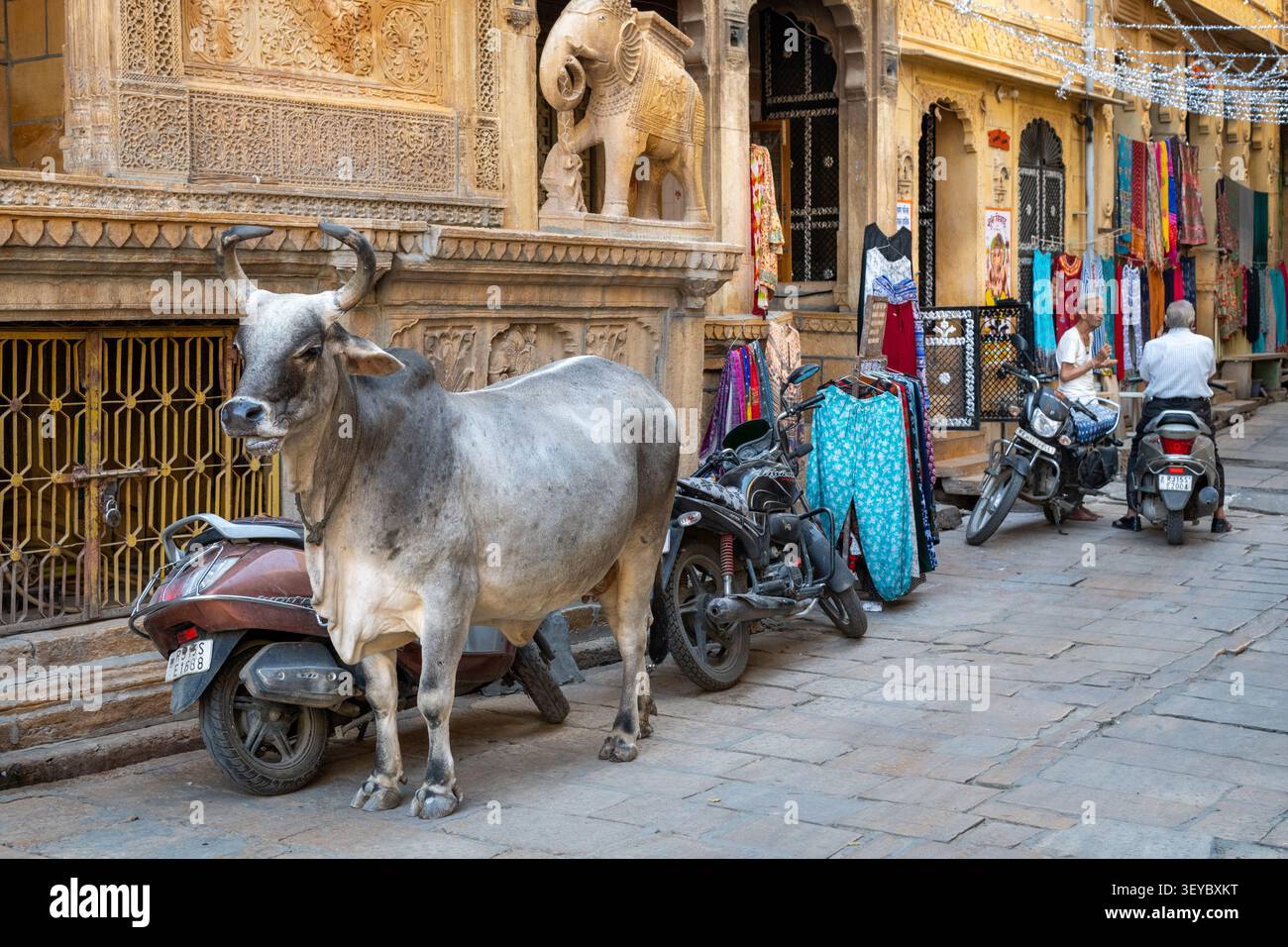 Mucca sulla strada davanti ad alcune ville Haveli in arenaria gialla a Jaisalmer, Rajasthan, India Foto Stock